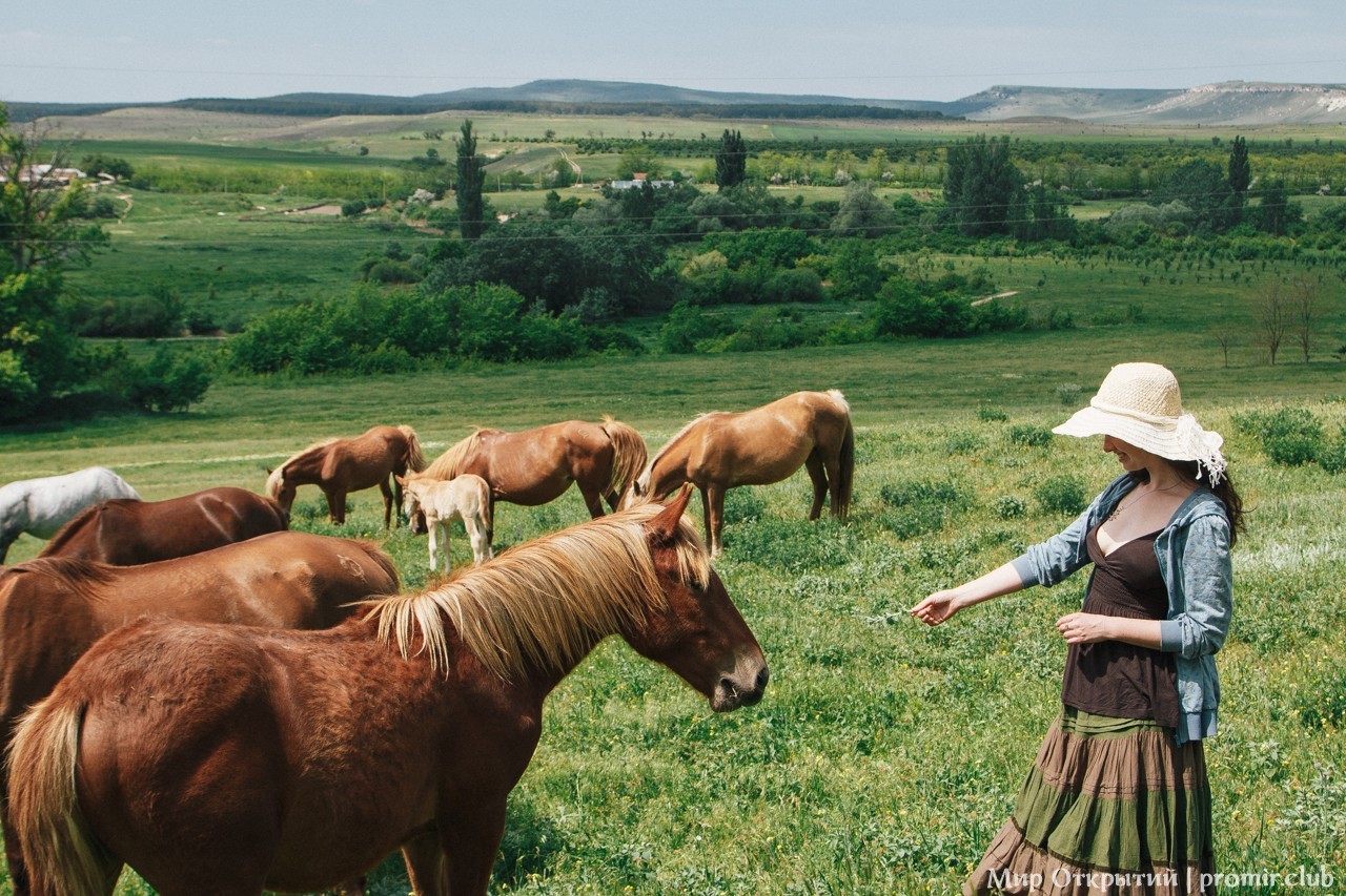 Табун лошадей у Белой скалы, Белогорский район