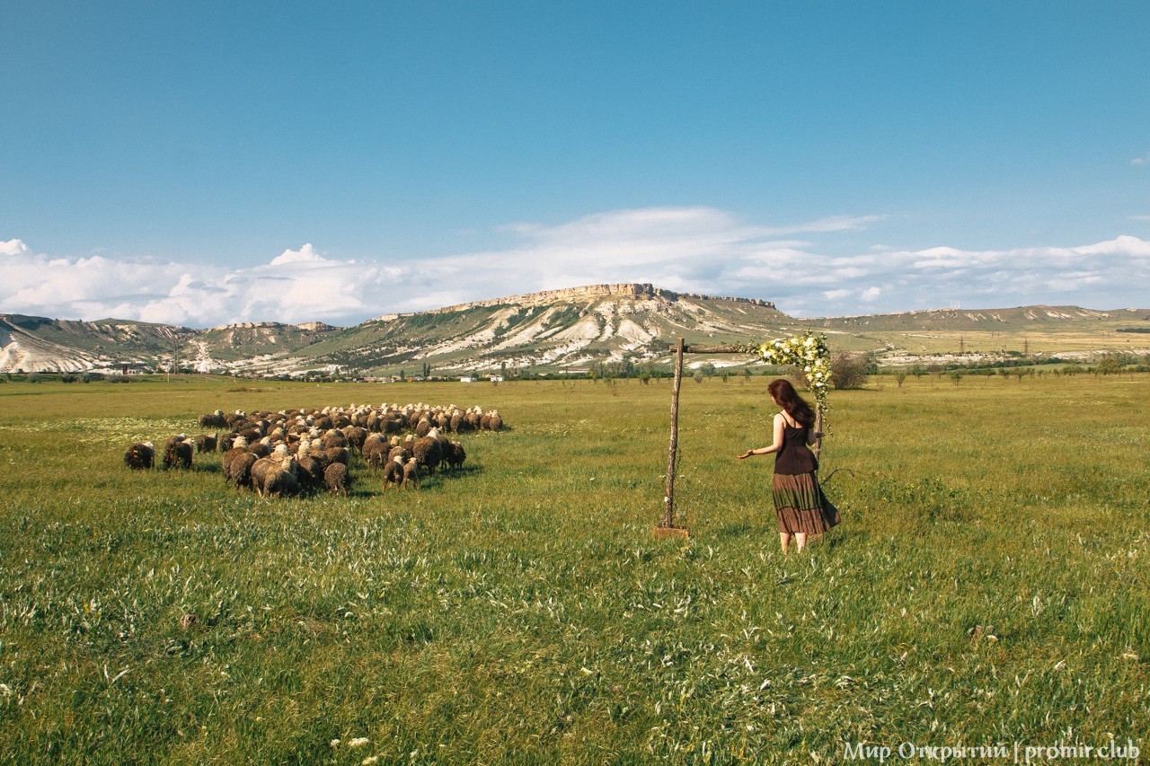 Стадо овец, Белогорский район