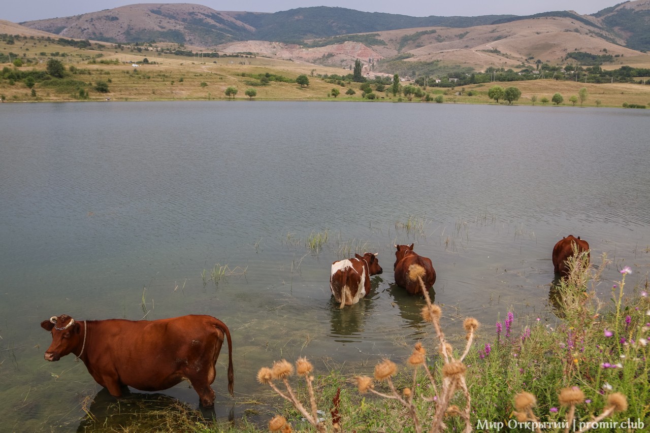 Коровы у озера, Краснолесье